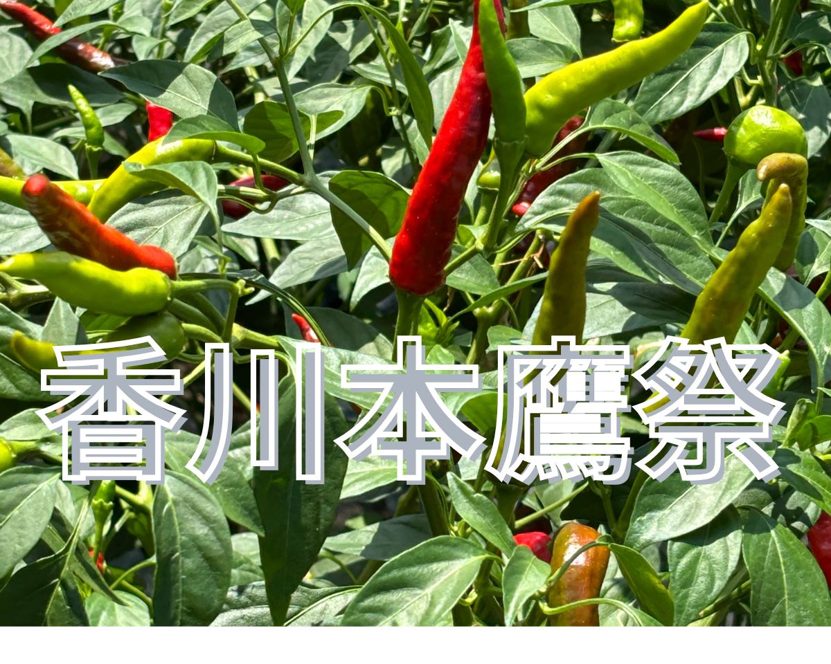 香川本鷹